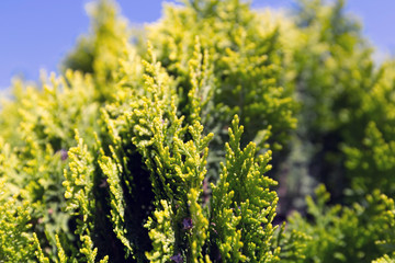 Juniper green against the blue sky on a bright sunny day