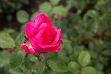 Rosenblätter mit Regen
