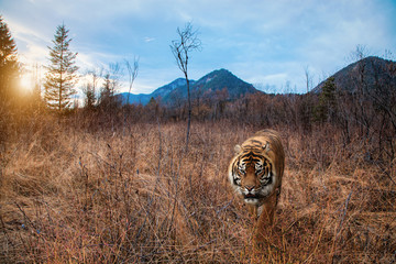 Tiger in kahler Landschaft bei Sonnenuntergang