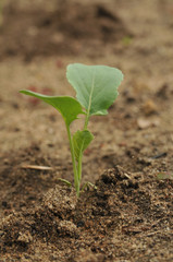 Broccoli Premium Crop Jungpflanze