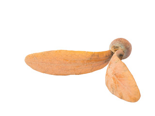 Dipterocarpus alatus Roxb isolated on white background.