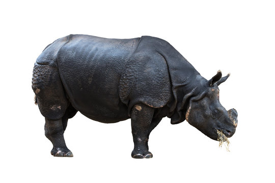 Huge rhino isolated on white background