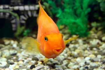 Parrot fish in aquarium