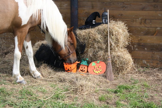 Fototapeta Ponette qui fête Halloween