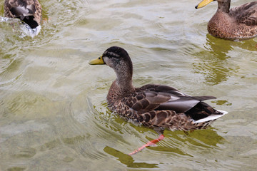 Duck swimming in a pond