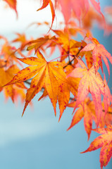 Farbenfroher Herbst, intensiv leuchtendes Laub des Kanadischen Amberbaums, Indian Summer, plakativer Hintergrund, Herbstanfang - 85474629