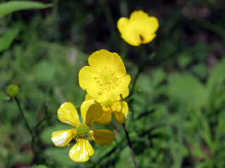 Flower Meadow buttercup (Ranunculus acris)