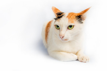 Fototapeta premium cat crouching staring