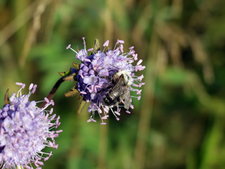 Bumblebee collecting nectar on a red clover flower