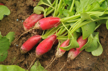 Ernte von Radies Flambovent 2 