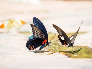 Fototapeta na wymiar beautiful butterfly in nature,