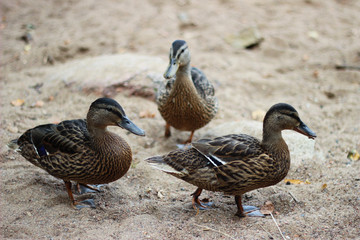 Ducks go on the sand