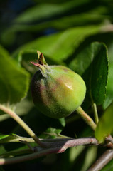 small green apple