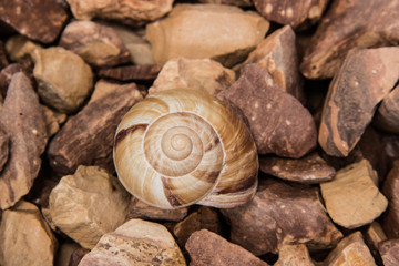 Schneckenhaus auf Steinen