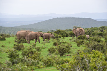 Fototapeta na wymiar Elefanten in der Wildnis