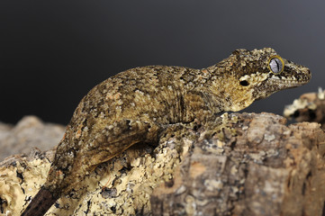 gecko ou racodactylus auriculatus