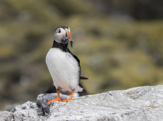 Farne Island Puffins