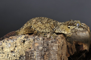 gecko ou racodactylus auriculatus
