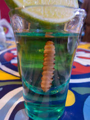 glass with mescal tequila and cactus worm