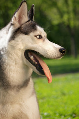portrait in profile of the Siberian Husky