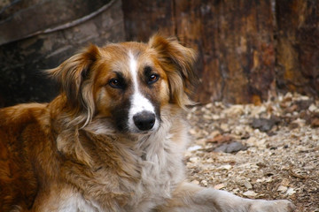 wise dog look mongrel