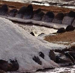 Coarse salt obtained in coastal salines