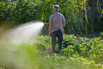 Arrosage au jardin potager © Thierry RYO
