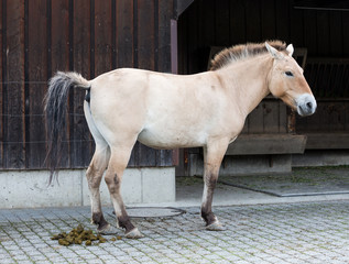 Wildpferd