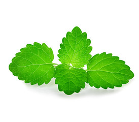 mint leaves isolated on white background