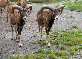 Steinbock in der Herde