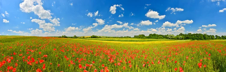 Foto op Canvas Panorama van papaverveld op het platteland van de zomer © denis_333