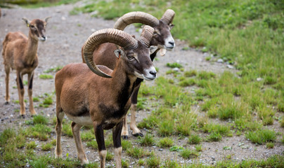 Steinbock in der Herde