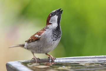 Haussperling (Passer domesticus)