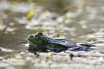 Obraz premium Teichfrosch (Pelophylax esculentus)