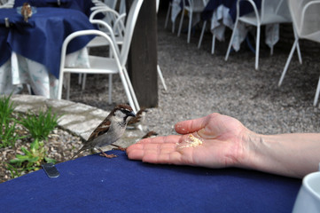 Sperlinge aus der Hand füttern