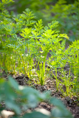 Carotte au jardin potager