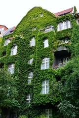 Fototapeta na wymiar House with Green Walls
