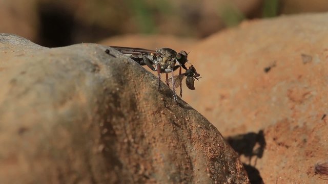 Petite mouche (asilidae) mange une proie sur un rocher