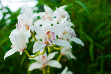 White Orchid