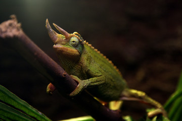 close-up green chameleon on tree branch
