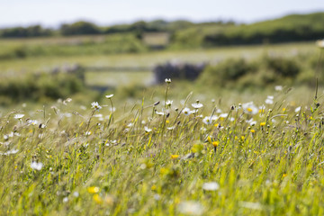 white daisies in field of flowers