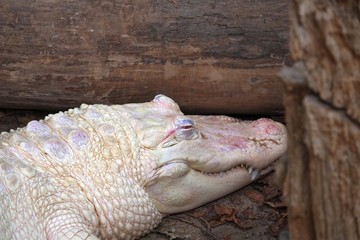 Weisses Krokodil - Albino Krokodil
