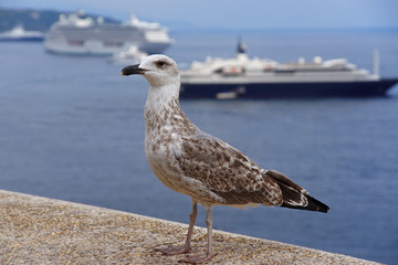 Sea gull  in front of cruise ships