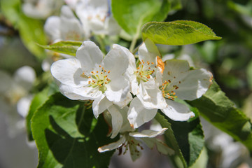 Apple tree in bloom