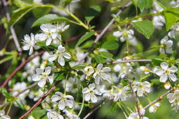 Blossoming of cherry flowers with green leaves