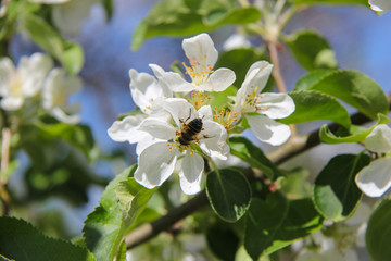 Flowering of apple trees