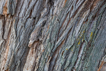 Wood bark texture