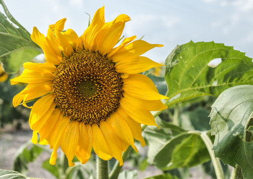 horizontal image of a closeup image of a beautiful big yellow sunflower against a blue sky on a warm sunny day.