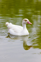 Ducks