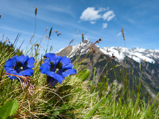 Obrazy na Szkle  goryczka niebieska w Austrii